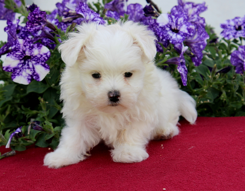 puppy, for, sale, Maltese, Matthew B. Stoltzfus, dog, breeder, Gap, PA, dog-breeder, puppy-for-sale, forsale, nearby, find, puppyfind, locator, puppylocator, aca