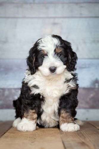 Bernedoodle, puppy, puppies, kennels, breeder, breeders, puppies for sale, for, sale, adoption, she