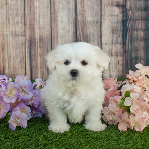 Maltipoo, puppy, puppies, kennels, breeder, breeders, puppies for sale, for, sale, adoption, she