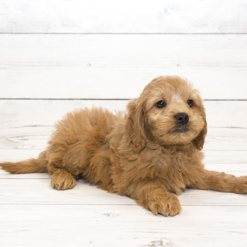 Mini Goldendoodle F1, puppy, puppies, kennels, breeder, breeders, puppies for sale, for, sale, adopt