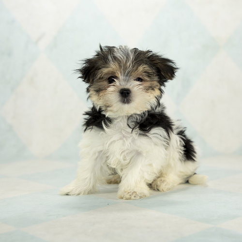 Morkie , puppy, puppies, kennels, breeder, breeders, puppies for sale, for, sale, adoption, she