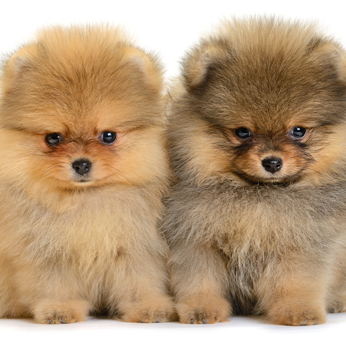 Pomeranian, puppy, puppies, kennels, breeder, breeders, puppies for sale, for, sale, adoption, she