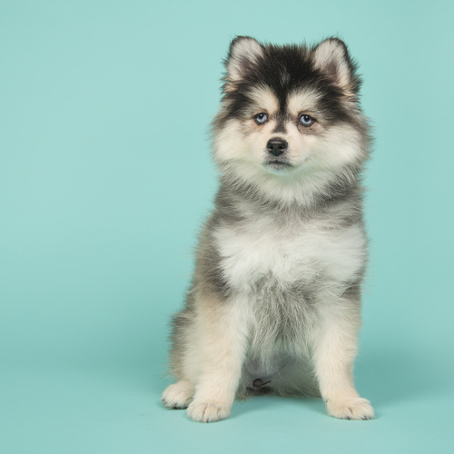 Pomsky, puppy, puppies, kennels, breeder, breeders, puppies for sale, for, sale, adoption, she