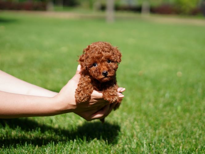  Toy poodle, puppy, puppies, kennels, breeder, breeders, puppies for sale, for, sale, adoption, she