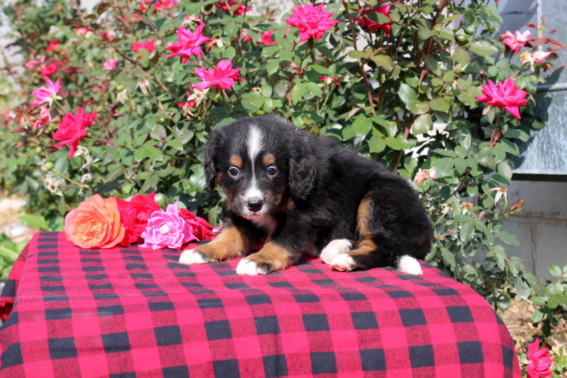 puppy, for, sale, Bernedoodle, Matthew B. Stoltzfus, dog, breeder, Gap, PA, dog-breeder, puppy-for-sale, forsale, nearby, find, puppyfind, locator, puppylocator, aca