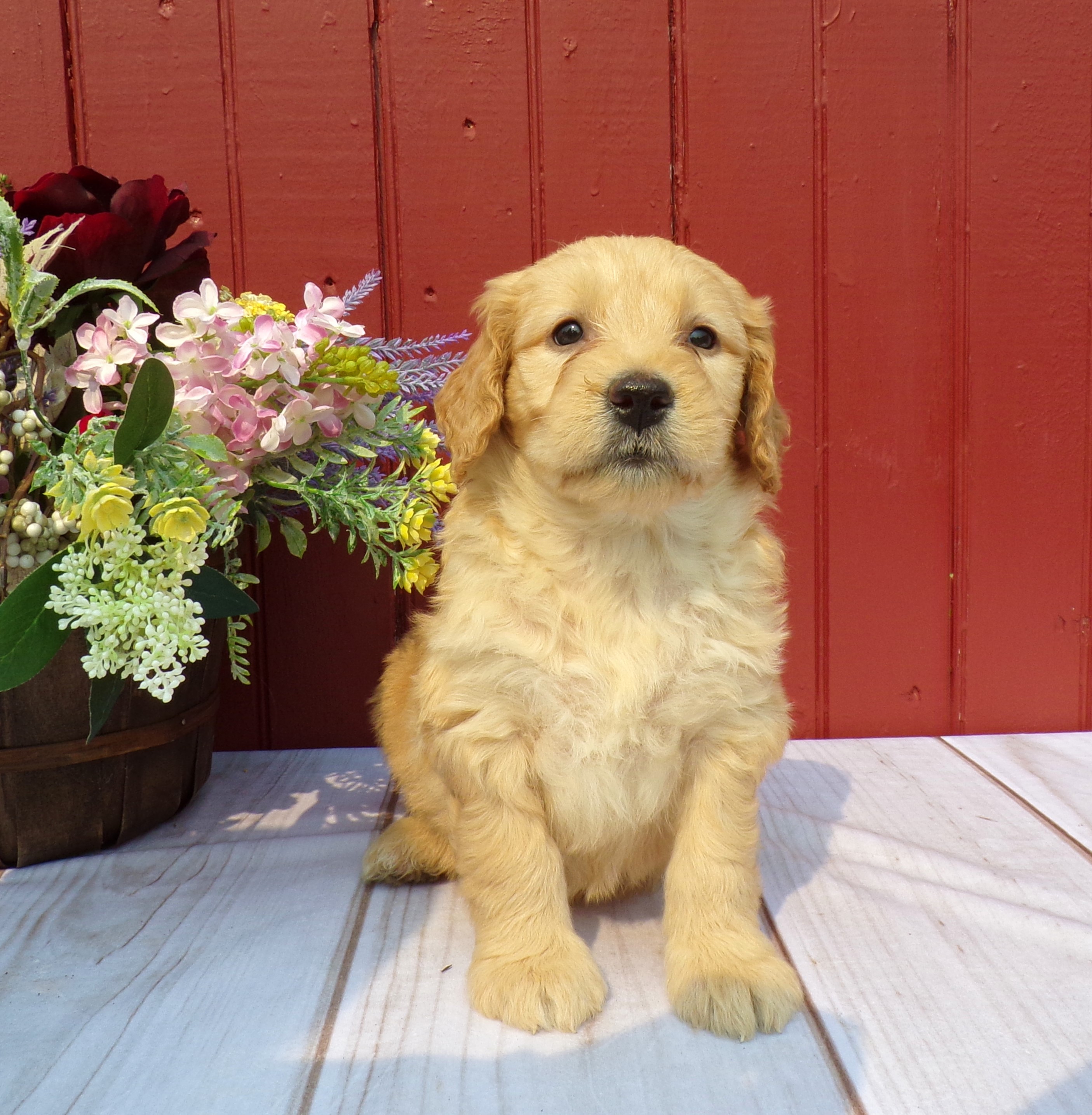 puppy, for, sale, Mini Goldendoodle F1, Matthew B. Stoltzfus, dog, breeder, Gap, PA, dog-breeder, puppy-for-sale, forsale, nearby, find, puppyfind, locator, puppylocator, aca