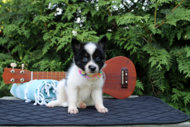 puppy, for, sale, , Matthew B. Stoltzfus, dog, breeder, Gap, PA, dog-breeder, puppy-for-sale, forsale, nearby, find, puppyfind, locator, puppylocator, aca